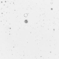 Magistrale Ultime Élixir